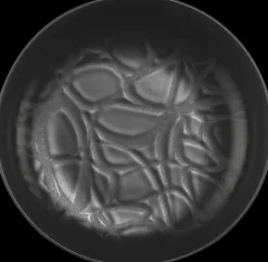 House Astiat>Kulho Capri 15 Cm